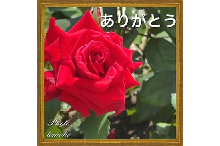 92C182BA-50AC-4086-BCAF-90BC7B56151A