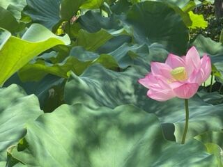 heart-cleaning様①
